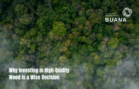 Why Investing in High-Quality Wood is a Wise Decision
