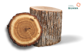 Benefits of Resin in Products Made from Keruing