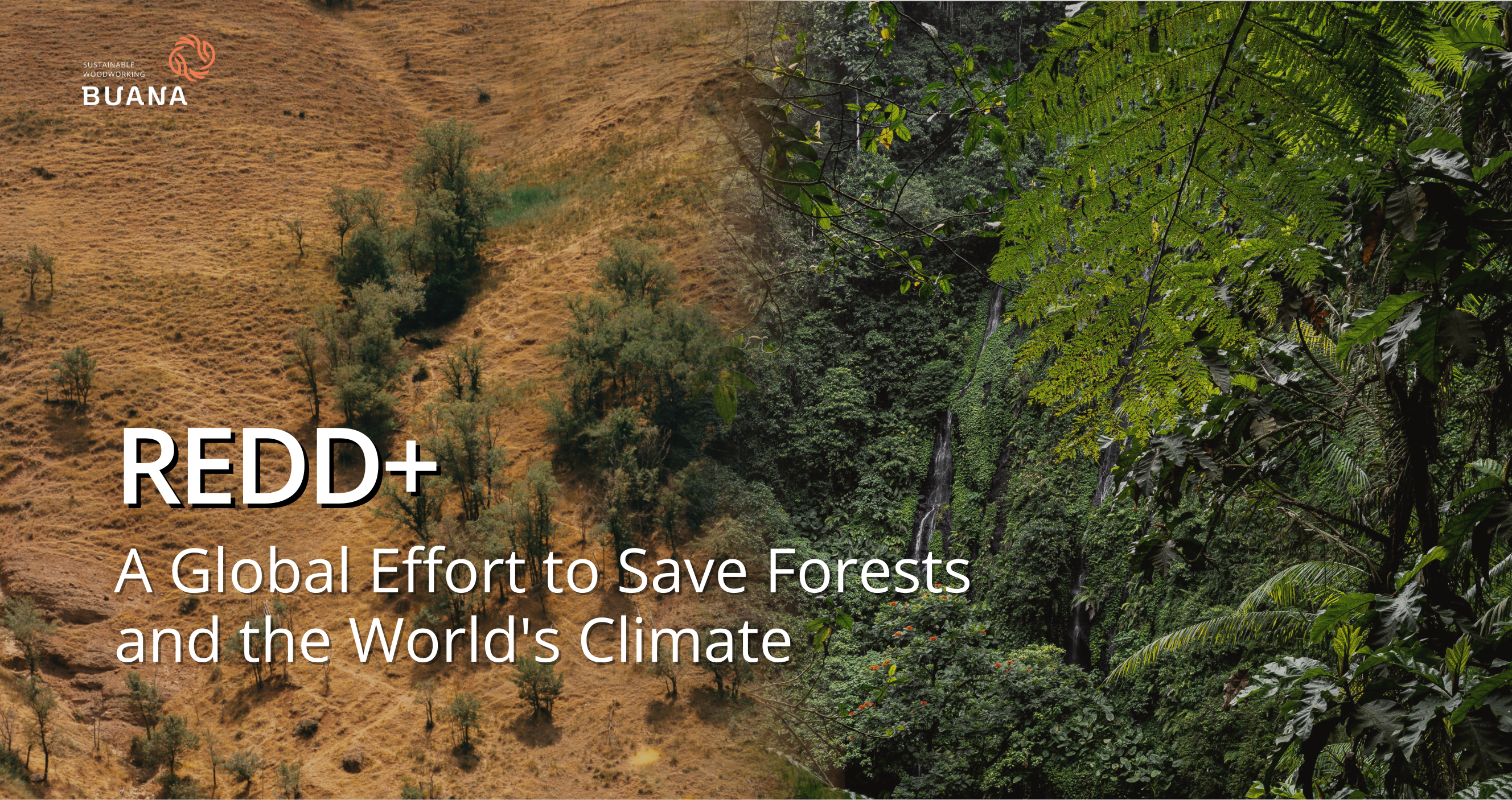 Indonesia’s REDD+ Strategy: Leading Forest Conservation and Climate Action