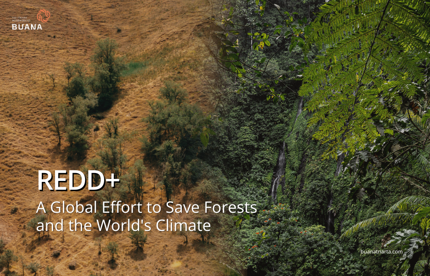 Indonesia’s REDD+ Strategy: Leading Forest Conservation and Climate Action